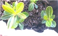 adenium dupli vrh